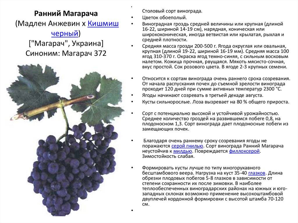 Виноград гелиодор: описание сорта, фото, отзывы, характеристики и особенности выращивания
