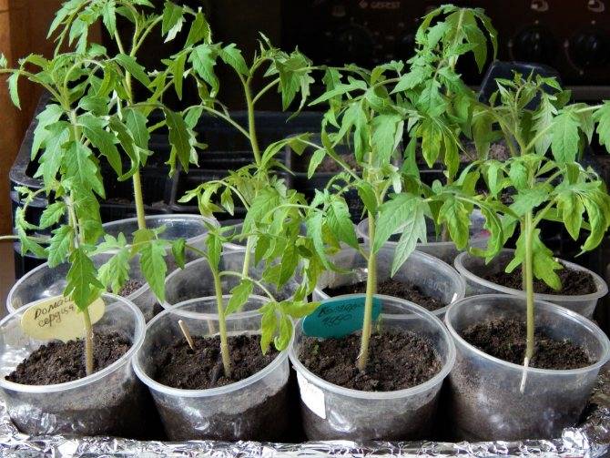 Как пересадить рассаду помидор в горшочки — когда пересаживать рассаду помидор — про огород