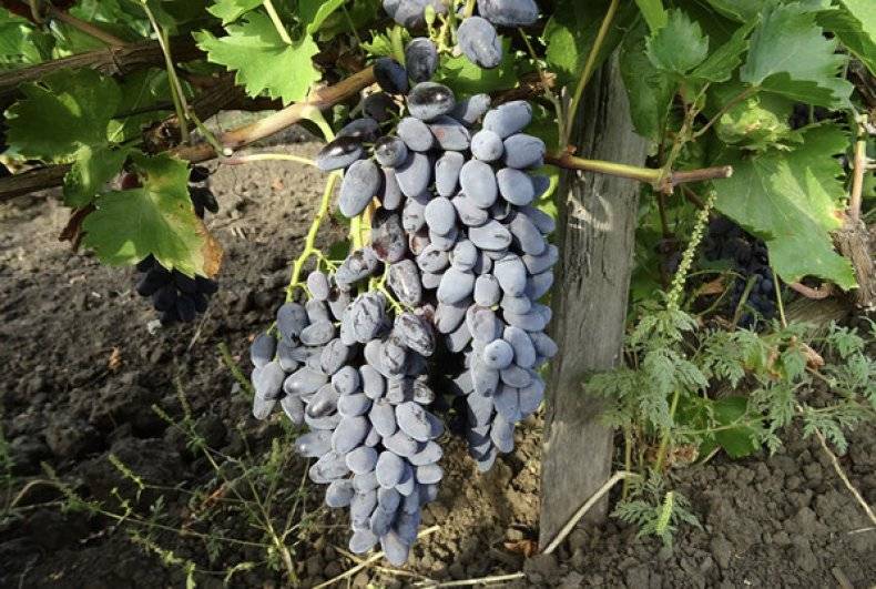 Описание сорта винограда Зилга, его характеристики и секреты агротехники