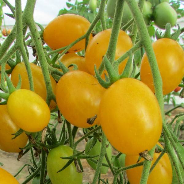 Обильные урожаи и потрясный вкус — томат гроздевые ильди: описание сорта и характерискика