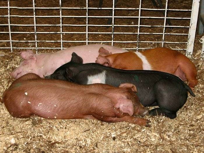 Рентабельность свиноводства в домашних условиях