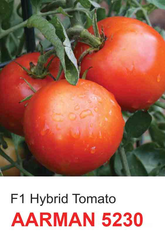 Томат ураган f1 (ф1): отзывы огородников, описание сорта и характеристики, выращивание