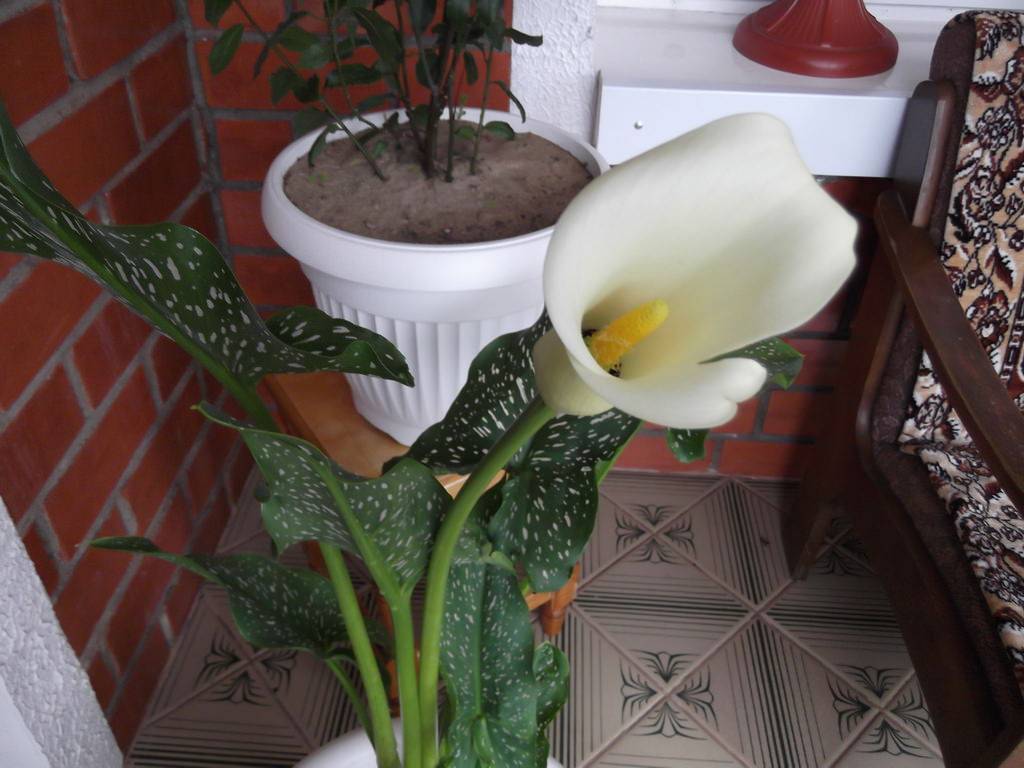 Цветы калла: уход в домашних условиях, выращивание