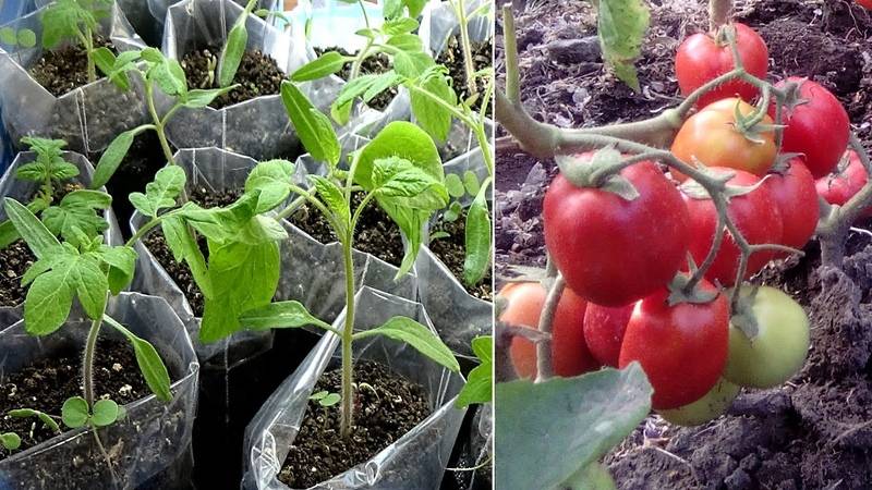 Когда сеять томаты по технологии урожайного огорода татьяна и как выращивать
