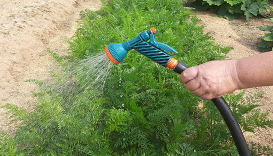 Инструкция: как часто поливать морковь в открытом грунте в жару и в другую погоду летом