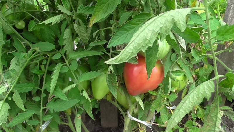 Лучшие сорта томатов для сибири. обзор лучших сортов томатов для сибири при выращивании в открытом грунте или теплице