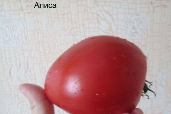 Томат алиса: характеристика и описание сорта помидоров, урожайность и отзывы фермеров с фото