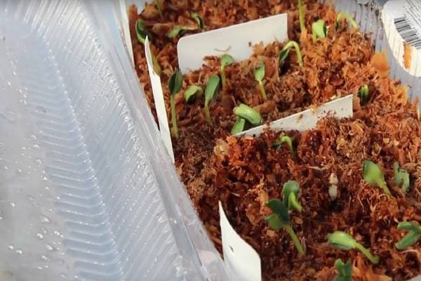 Как прорастить семена огурцов: быстрые и простые способы [2020]