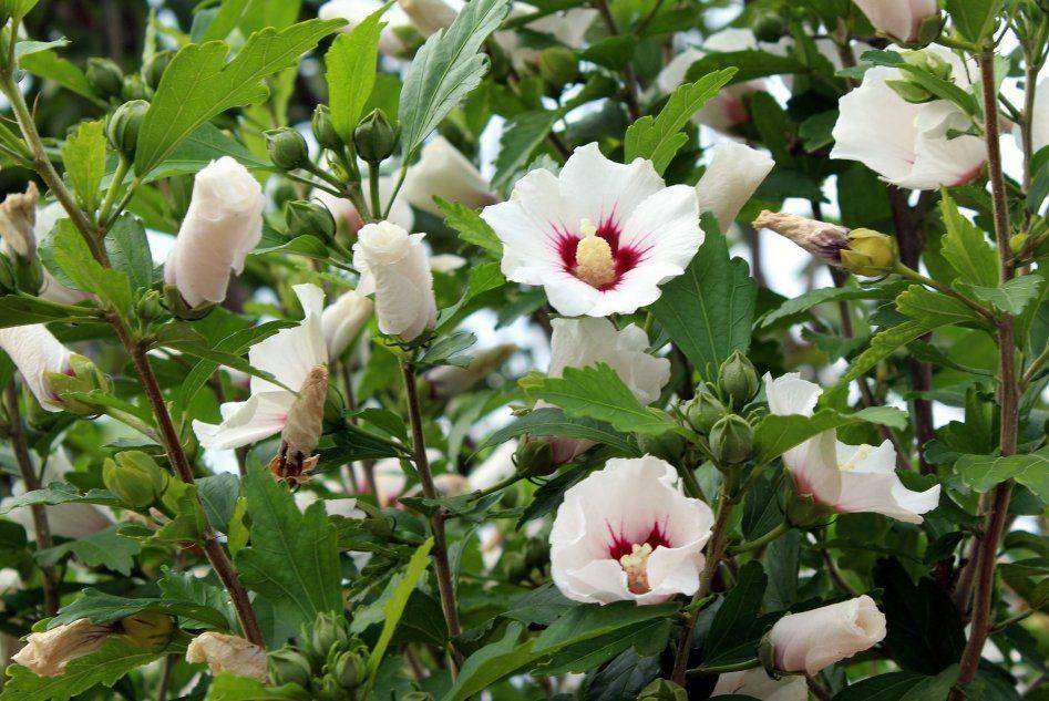 Садовый гибискус (30 фото) - посадка и уход в открытом грунте, размножение уличной китайской розой