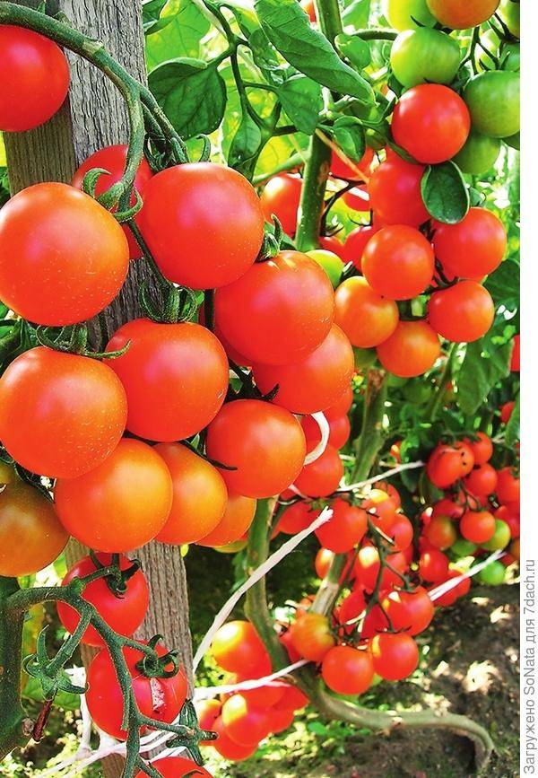 Лучшие сорта томатов на 2019 год по отзывам садоводов, фото, описание для теплиц, для открытого грунта, для регионов видео