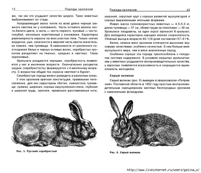 Кролик бабочка — описание породы, характеристика, особенности содержания и разведения