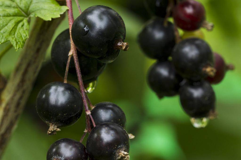 Посадите в саду экзотику: популярный сорт чёрной смородины