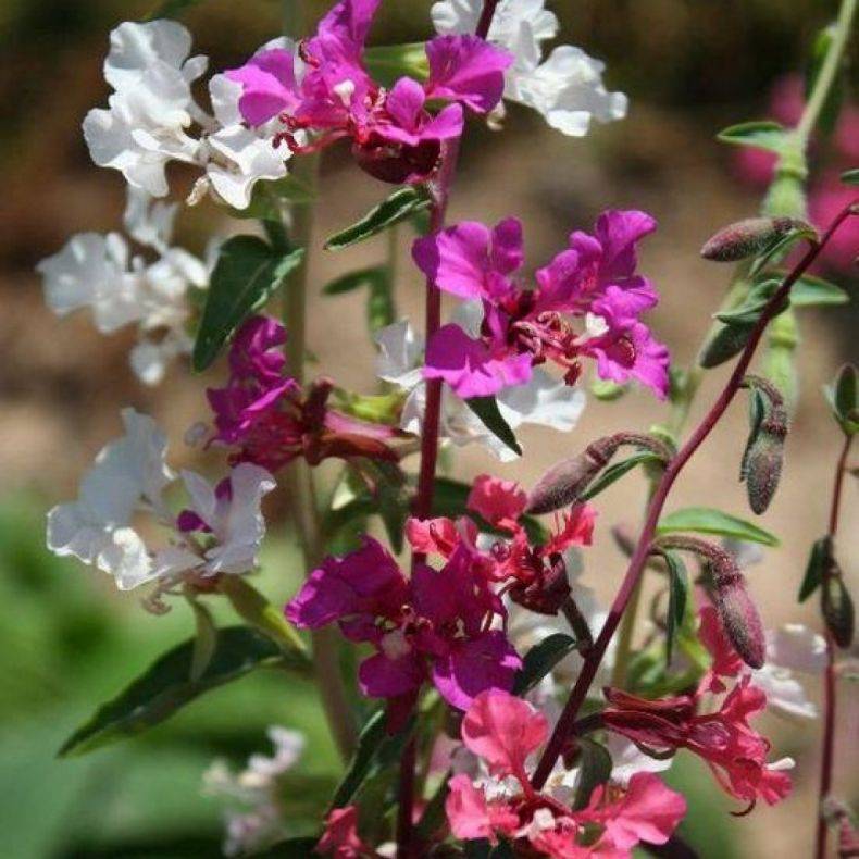 Кларкия изящная выращивание из семян кларкия посадка и уход в открытом грунте когда сажать фото цветов