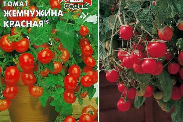 Томат жемчужина красная: описание сорта, отзывы, фото | tomatland.ru