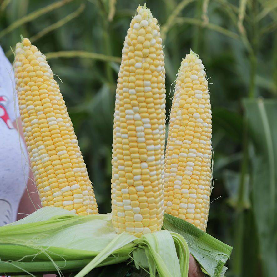 Сорта кукурузы: топ 50 лучших с описанием и характеристиками с фото