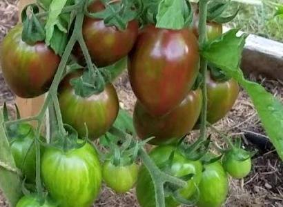 Томат шаста f1: характеристика и описание сорта, агротехника, фото, урожайность, отзывы