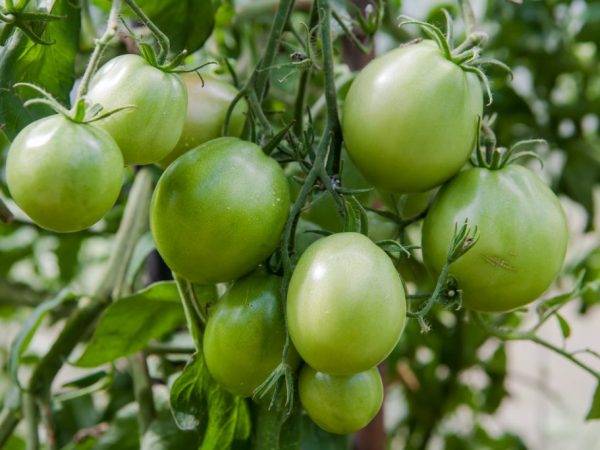 Томат ирма - характеристика и описание сорта, фото помидоров, выращивание, отзывы