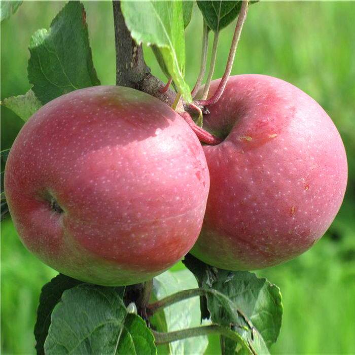 Сорт яблони июльское черненко: фото, отзывы, описание, характеристики.