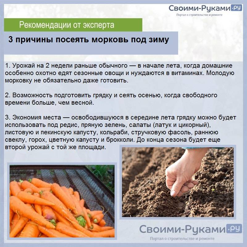 Как часто поливать морковь в открытом грунте после посадки