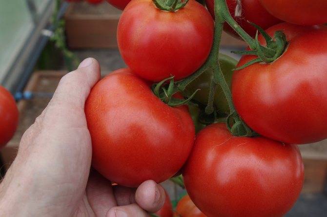 Томат "факел": описание и характеристики сорта помидор, рекомендации по выращиванию и фотографии плодов
