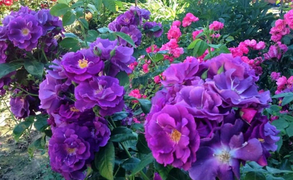 Сиреневые розы сорта - pocketflowers.ru