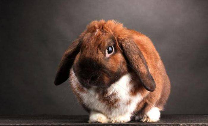 Кролик карликовый рекс: характеристики и стандарт породы, критерии выбора, правила содержания, особенности рациона