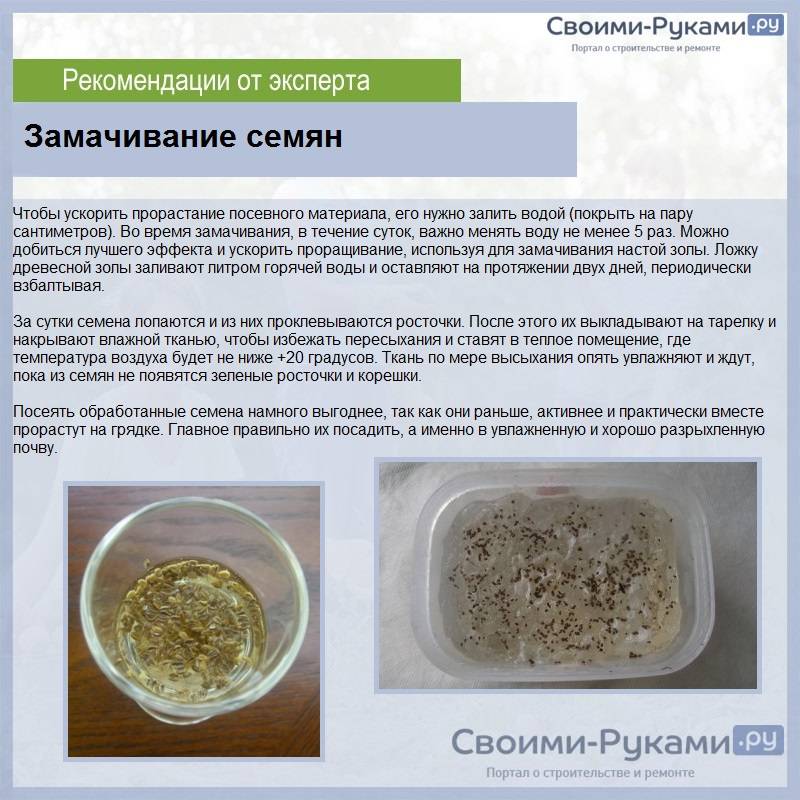 Как и в чем замочить семена огурцов перед посадкой: обработка перед посевом – zelenj.ru – все про садоводство, земледелие, фермерство и птицеводство