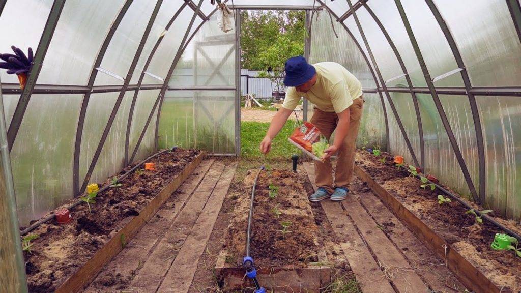 Пошаговая технология выращивания кабачков в теплице: соблюдаем правила и наслаждаемся полученным результатом