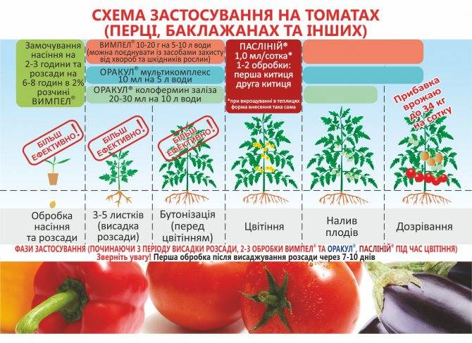 Выращивание рассады помидор на дому: когда сажать семена томатов и как их вырастить