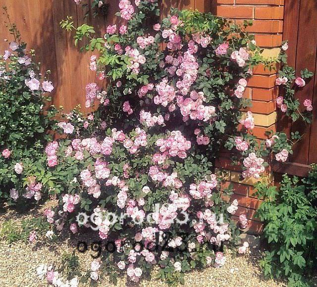 Уход и выращивание плетистых роз в открытом грунте