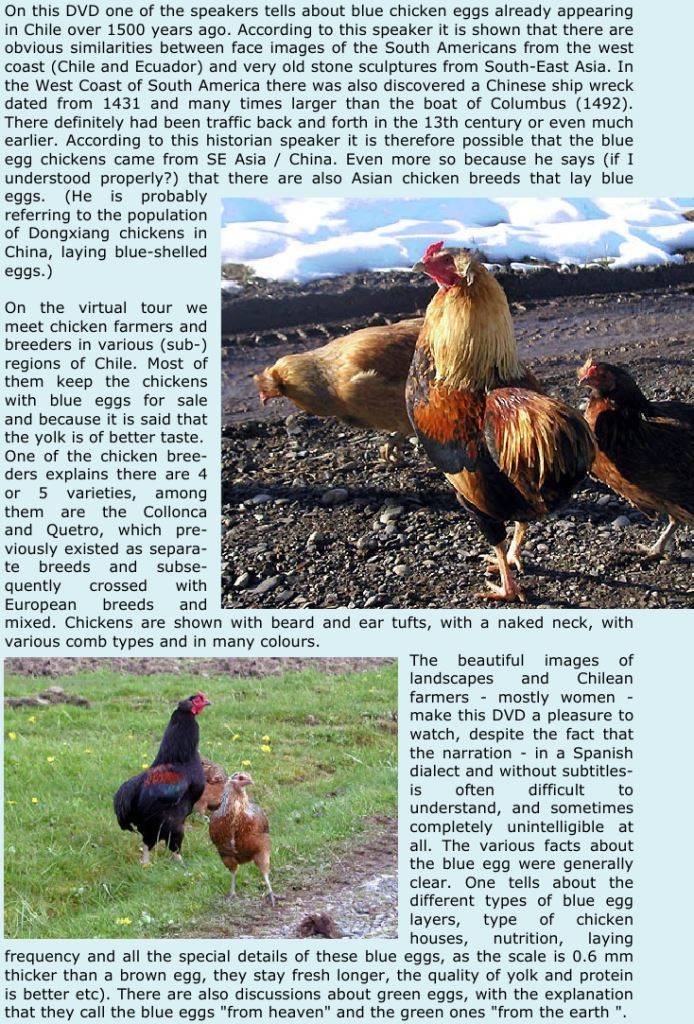 Нью гемпшир порода кур – описание, содержание, фото и видео