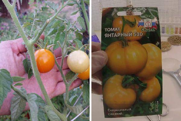 Описание томата янтарная гроздь, выращивание и правила посадки