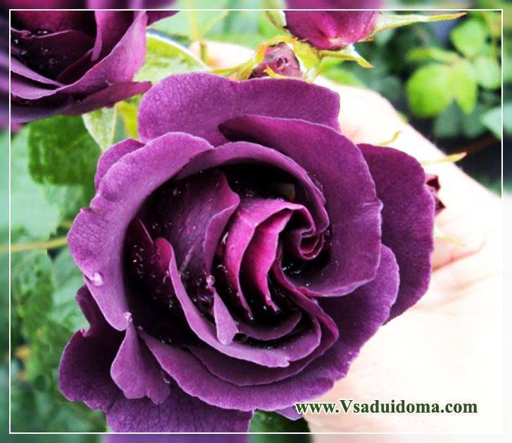 Бывают ли фиолетовые розы: особенности выращивания и лучшие сорта