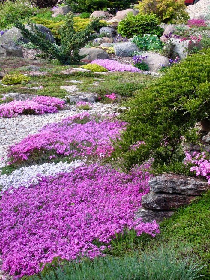 Топ-20 цветущих все лето почвопокровных многолетников для сада