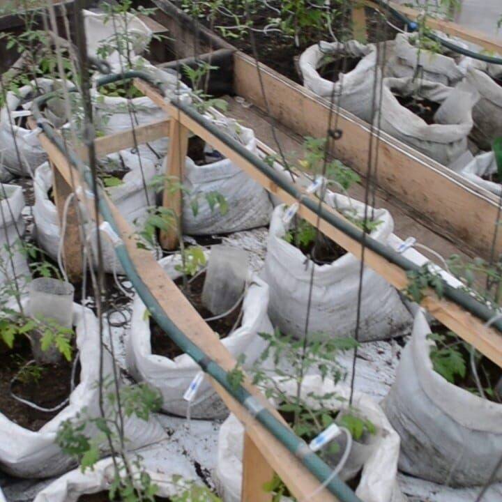 Помидоры в теплице из поликарбоната: все нюансы выращивания