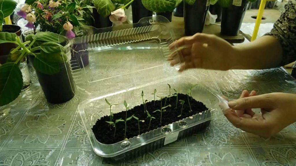 Как обработать семена томатов перед посевом | сад и огород