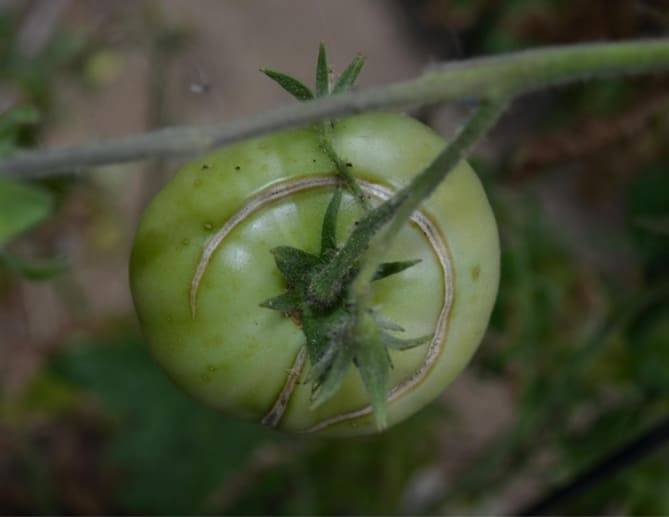 Почему трескаются помидоры в теплице при созревании на кусту фото видео