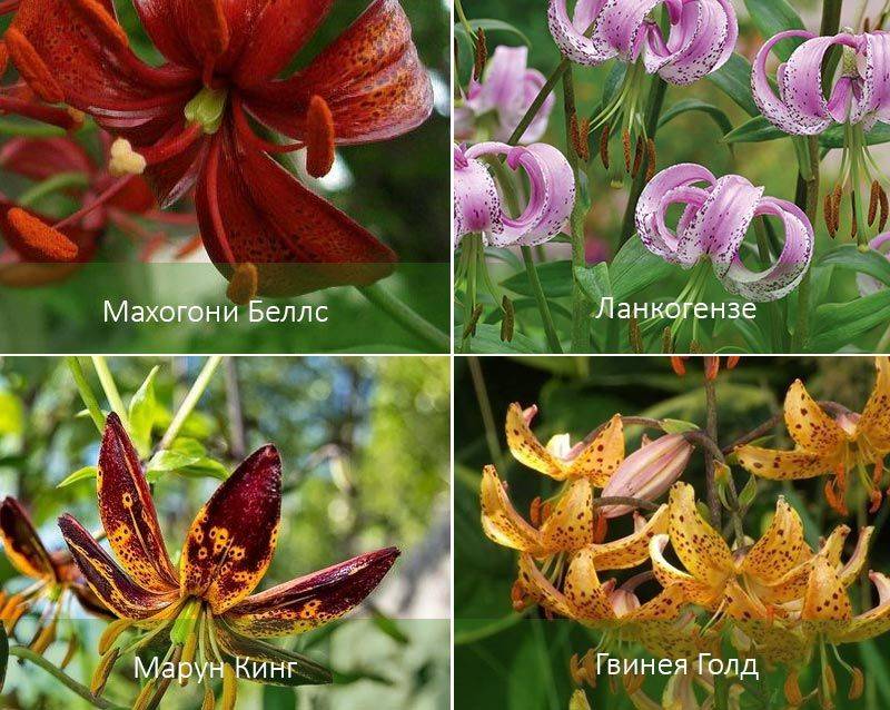 Цветок лилия: фото, разновидности