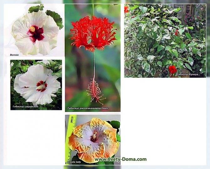 Гибискус садовый: уход и размножение, посадка в открытом грунте, фото, выращивание в подмосковье, как зимует в саду