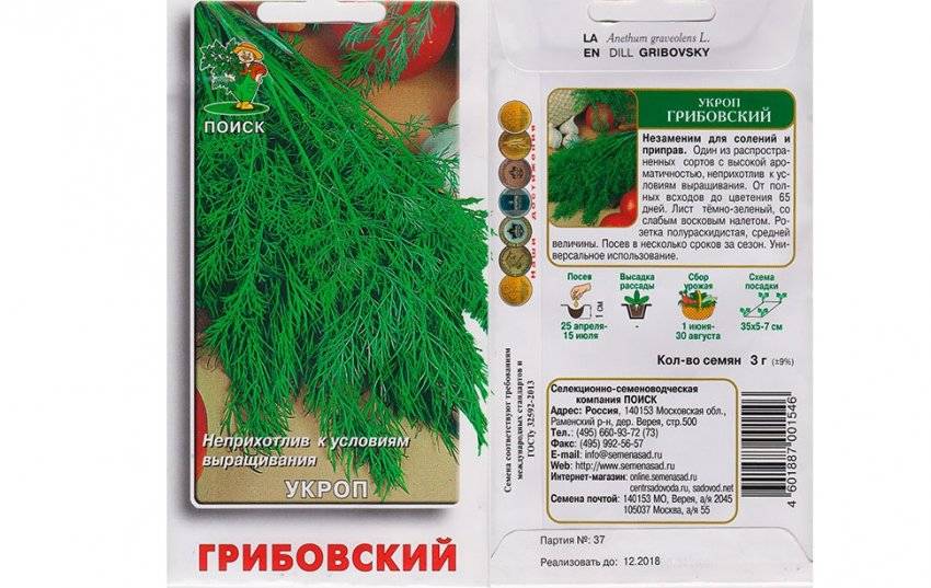 Топ 10 правил выращивания укропного дерева, описание и виды, применение
