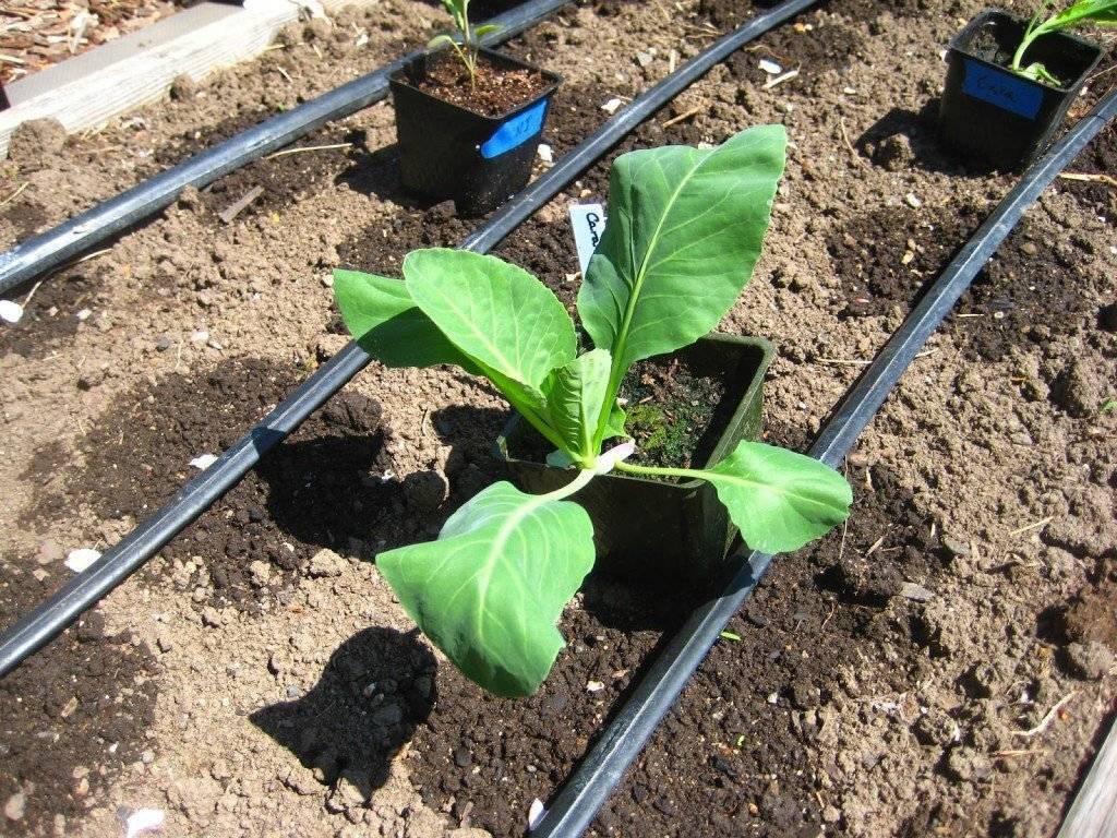 Капуста белокочанная: выращивание в открытом грунте, посадка и уход