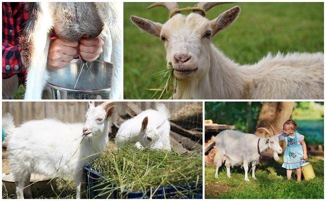 Комбикорм для козы: состав, рецепт своими руками — можно ли давать дойных самкам и сколько (норма) — moloko-chr.ru