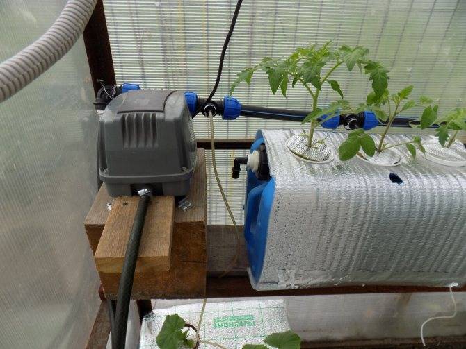 ✅ выращивание помидор на гидропонике - питомник46.рф