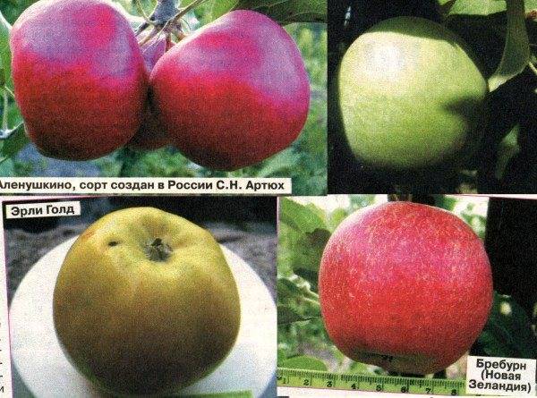 Яблоня имант: отзывы, фото, описание зимнего сорта белорусской селекции, урожайность, выращивание, посадка, уход, вкусовые качества