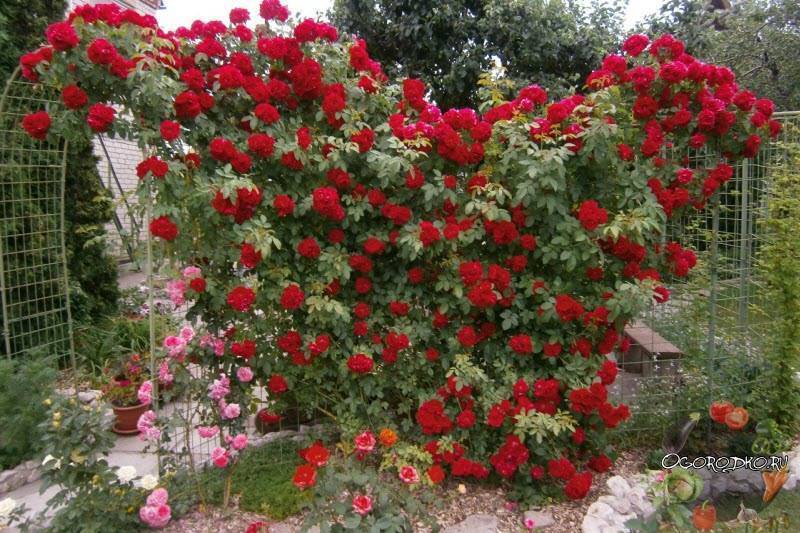 Роза плетистая: посадка, уход, сорта