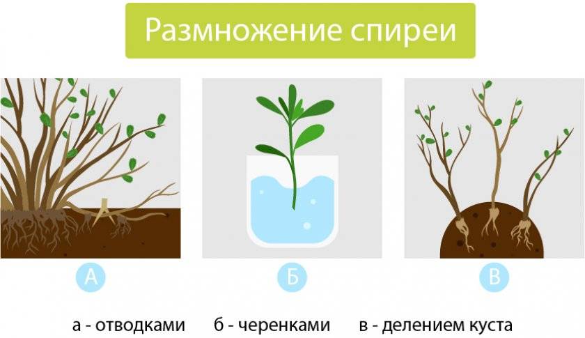 Посадка и уход за спиреей в Сибири и выбор сорта, выращивание и размножение