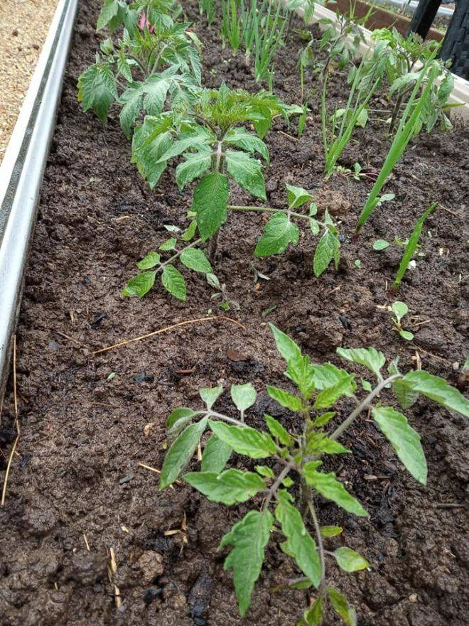 Выращивание томатов в открытом грунте: технология
