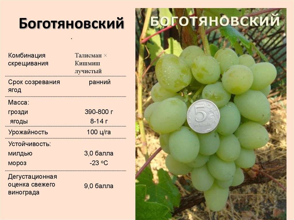 Описание сорта и характеристики винограда оригинал, выращивание и урожайность