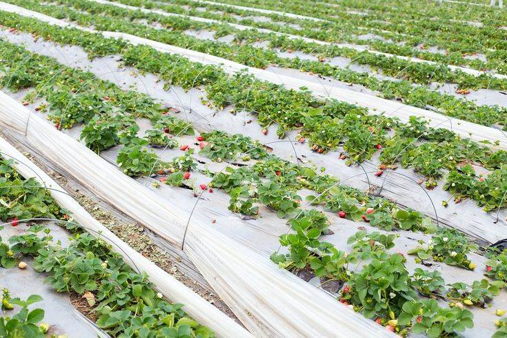 Высокие грядки для клубники: финская технология выращивания, агротехника посадки