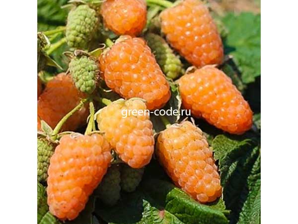 Сорт малины оранжевое чудо: описание сорта и фото :: syl.ru
